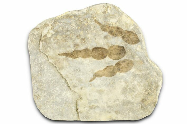 Dinosaur (Grallator) Track - Negative Impression #366858